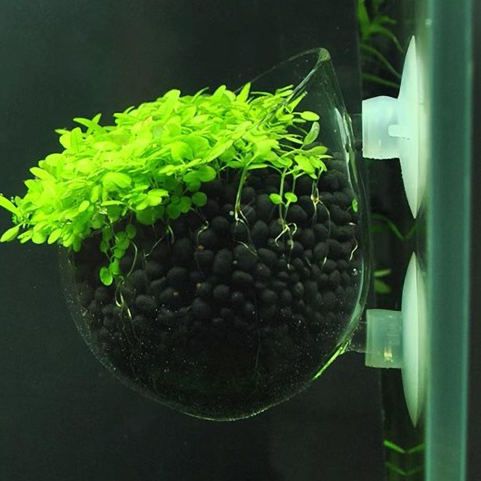 Planted Aquarium Materials - Szklany uchwyt na rośliny akwariowe z