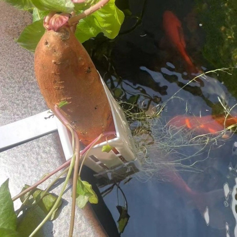 Aquarium Planted Wall - Wiszący koszyk na rośliny do akwarium,