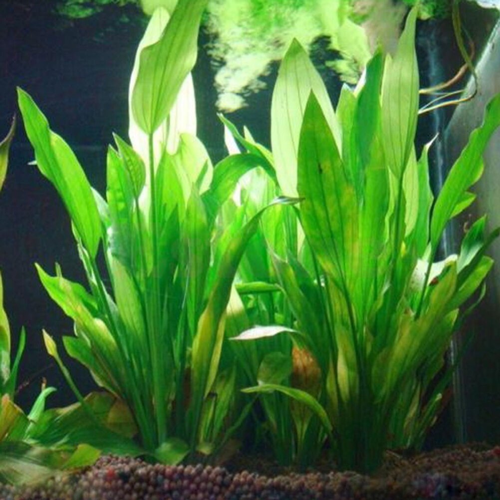 Planted Aquarium Materials - 15cm sztuczne akwarium rośliny dekoracyjne ozdobne