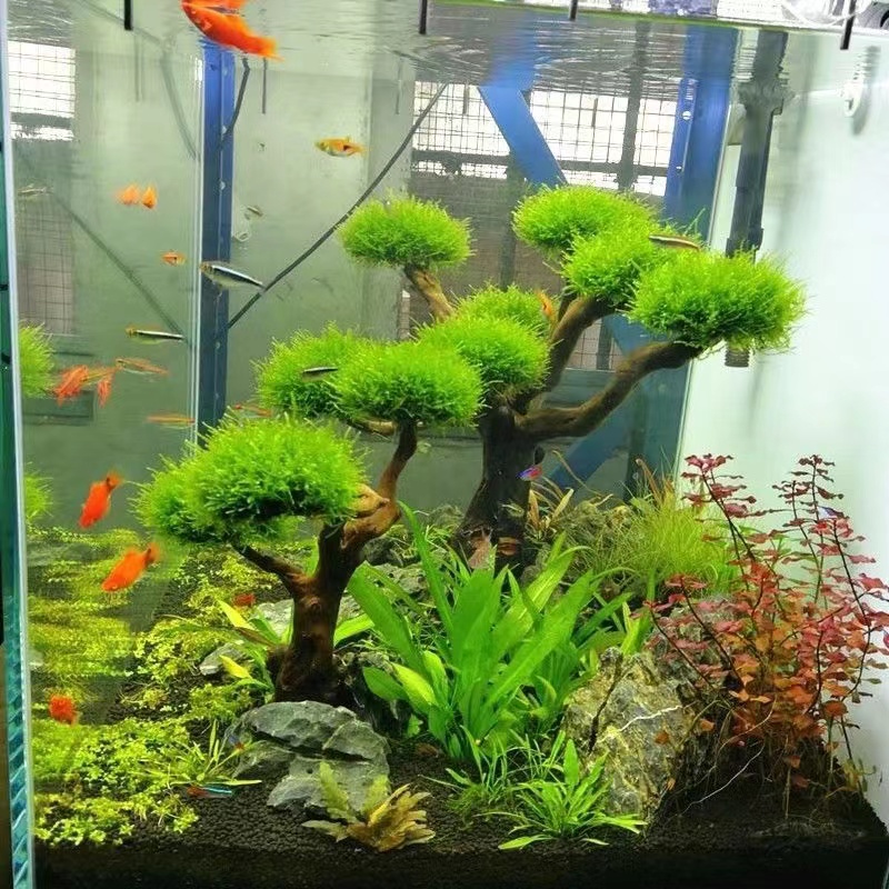 Aquarium Planted Tree - Akwarium ekologizacja rama drewniana akcesoria do