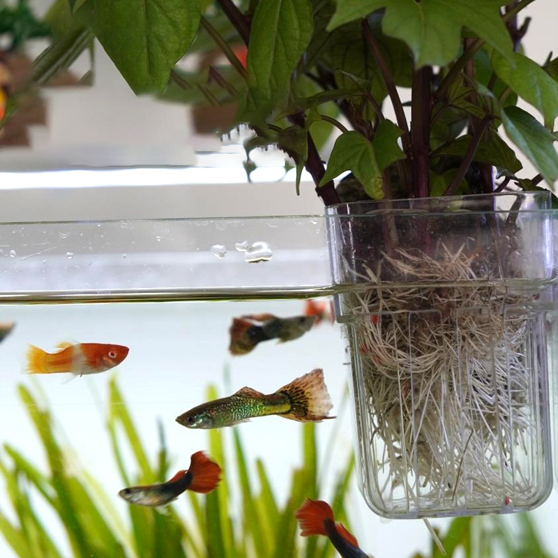 Przezroczysty pojemnik do hydr – Aquarium Planted Wall recenzja i cena