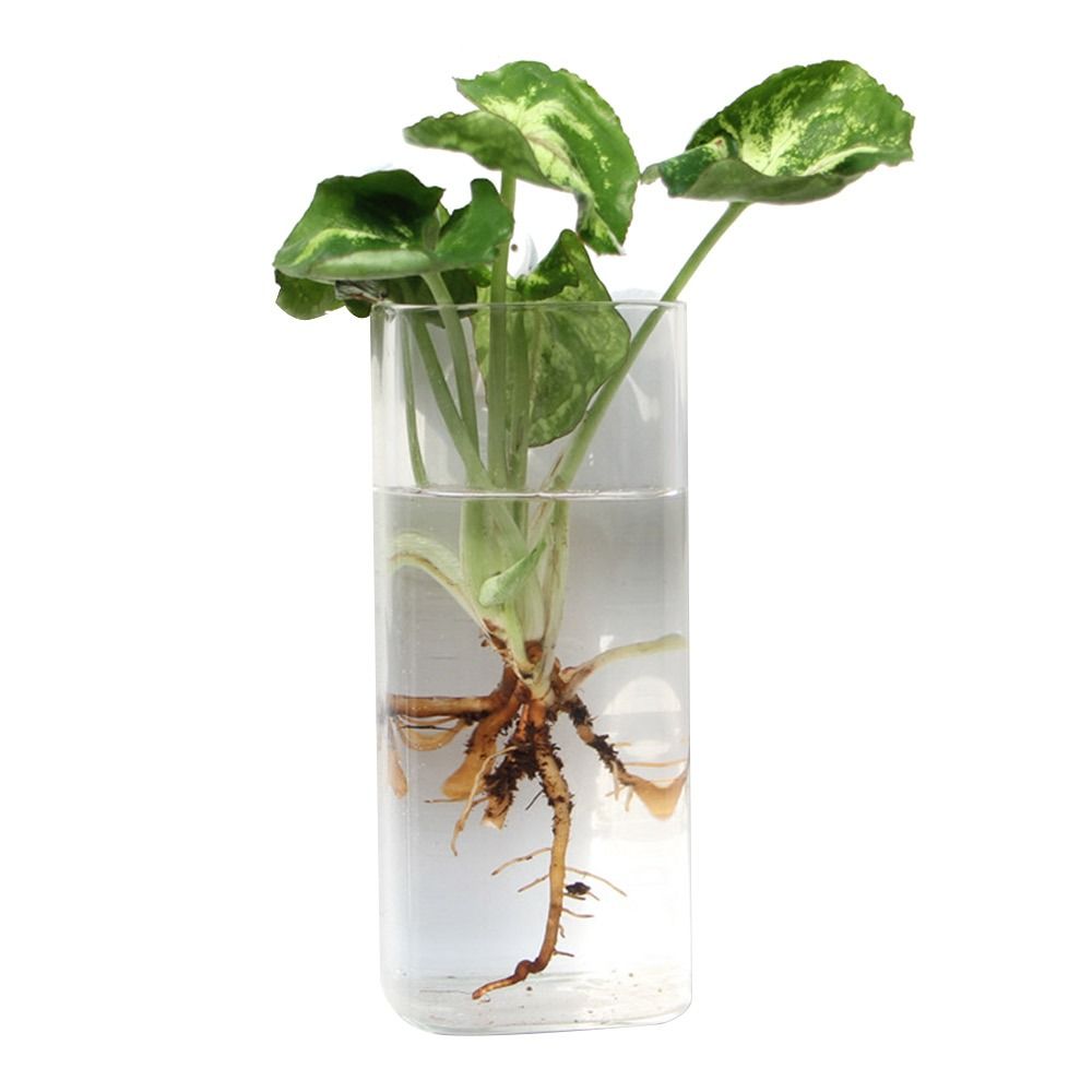 Wazon wiszący w kształcie stoż – Aquarium Planted Wall recenzja i cena