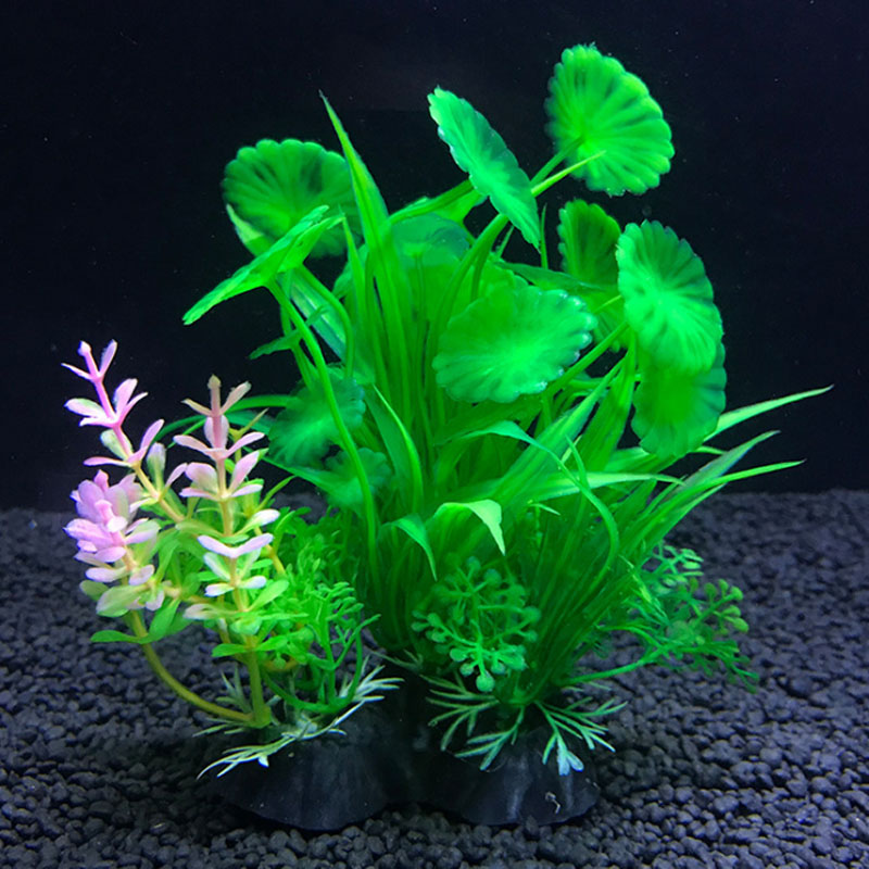 Dekoracja akwarium różnorodnoś – Aquarium Plant Varieties recenzja i cena