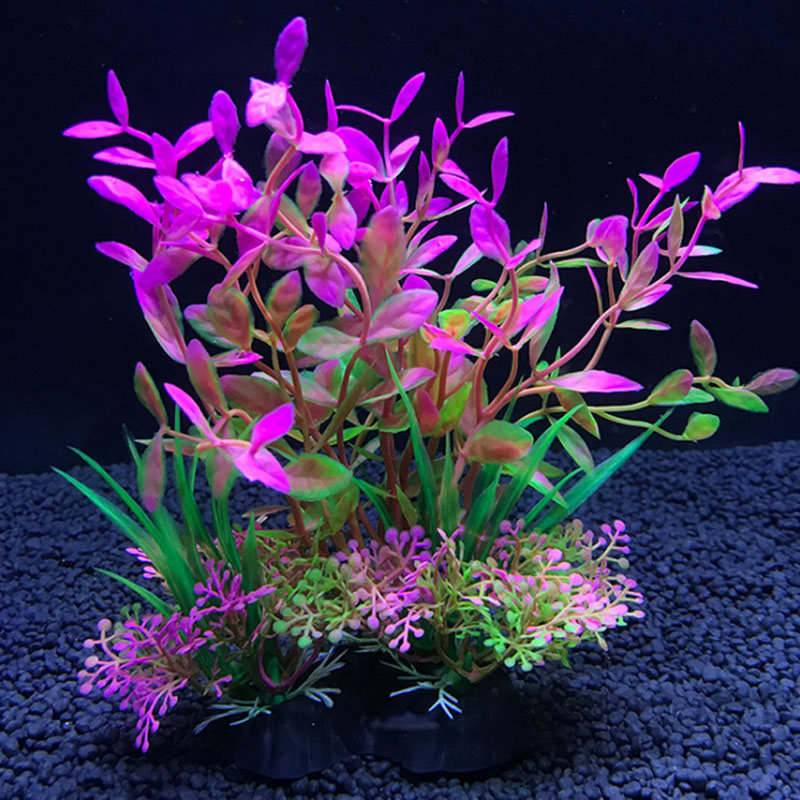 Dekoracja akwarium różnorodnoś – Aquarium Plant Varieties recenzja i cena