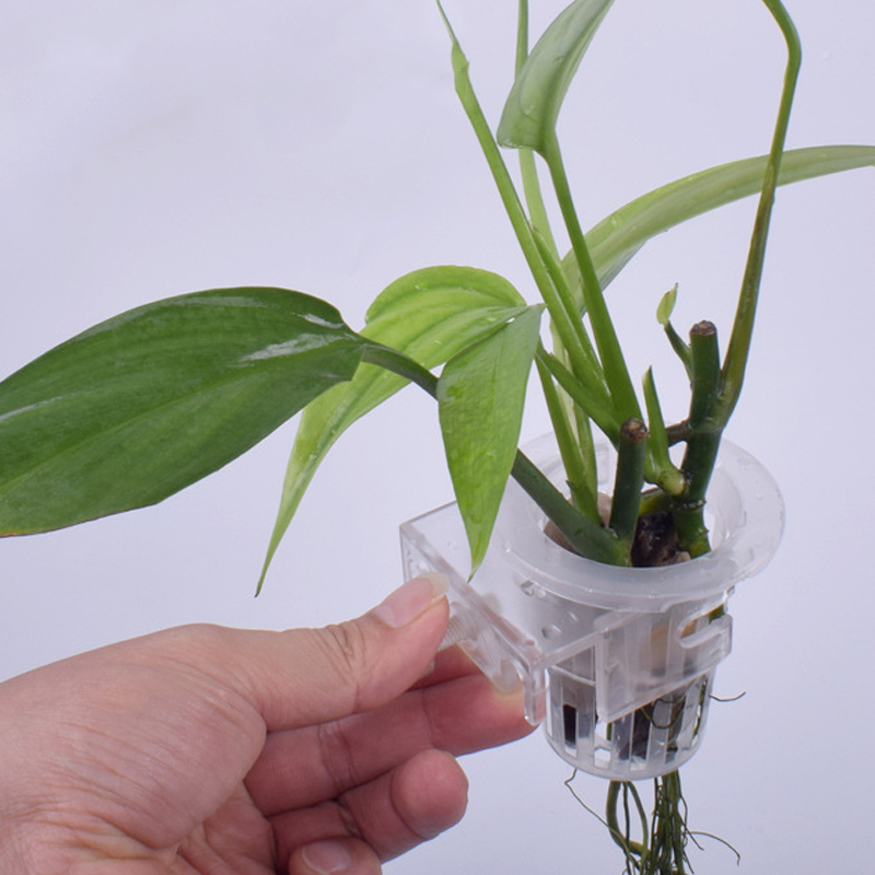 Naścienny kubek do mocowania r – Aquarium Planted Wall recenzja i cena