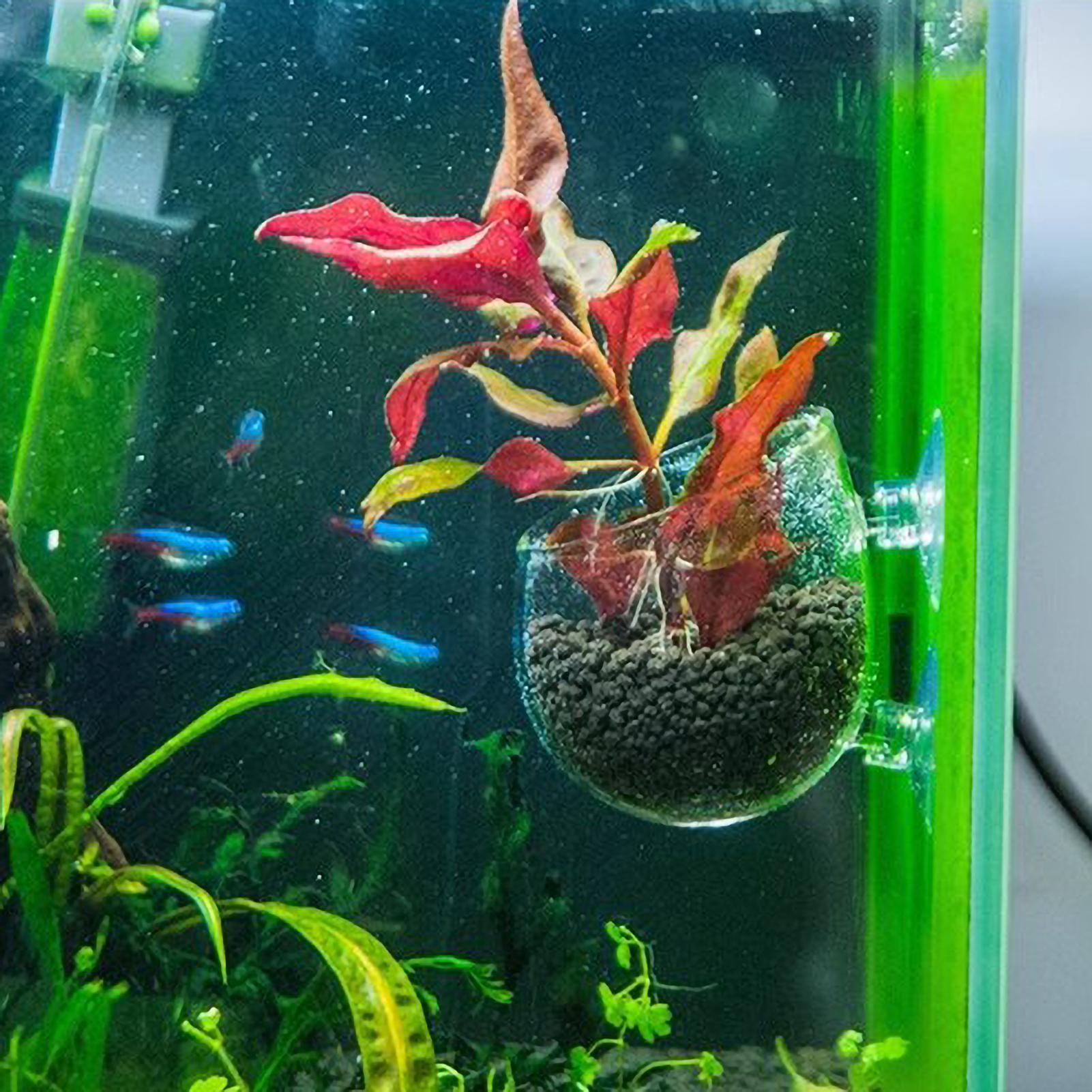 Szklany uchwyt na rośliny akwa – Planted Aquarium Materials recenzja i cena