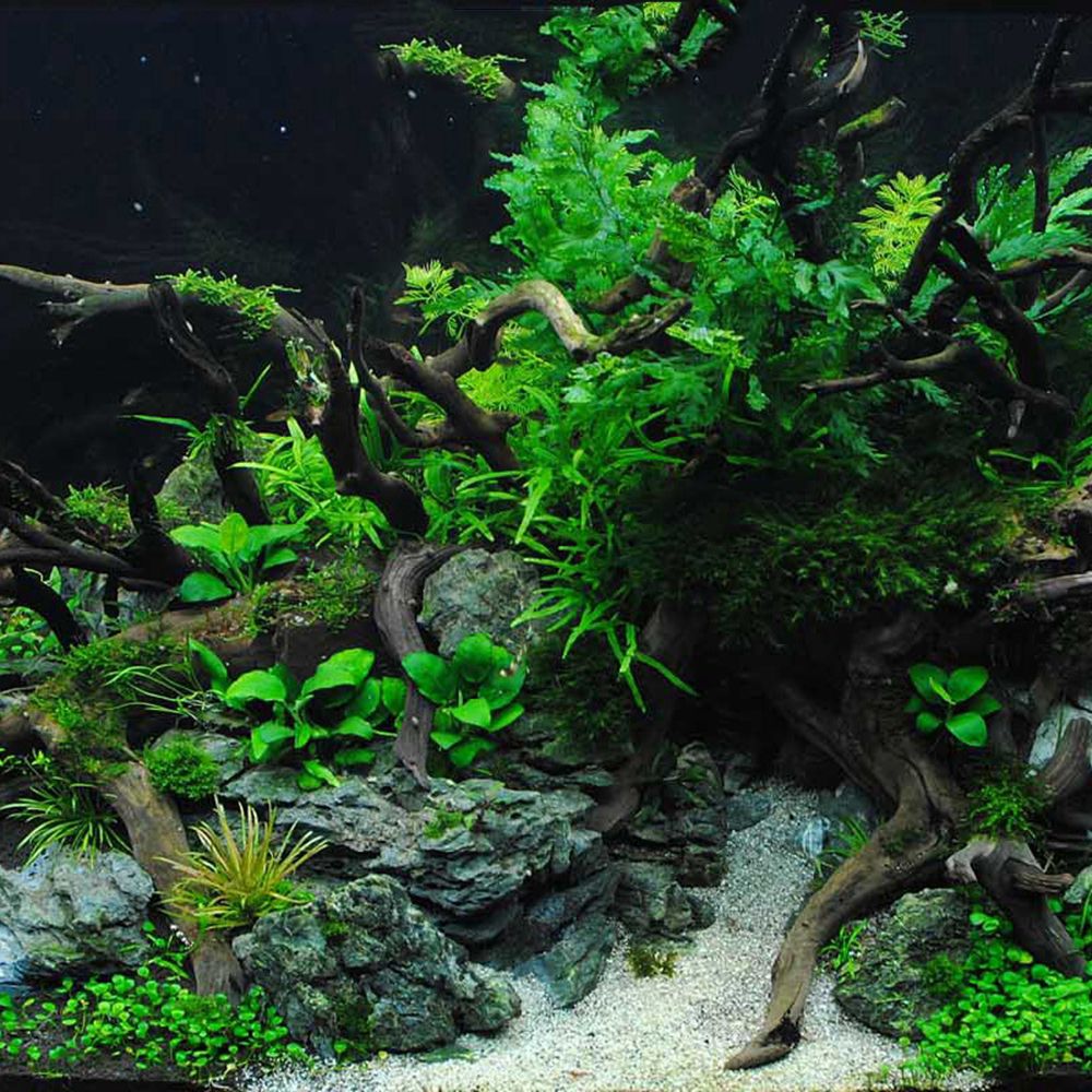 Drewno N1N Dekoracja do akwari – Aquarium Planted Wood recenzja i cena