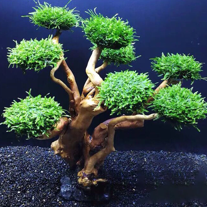 Akwarium ekologizacja rama dre – Aquarium Planted Tree recenzja i cena