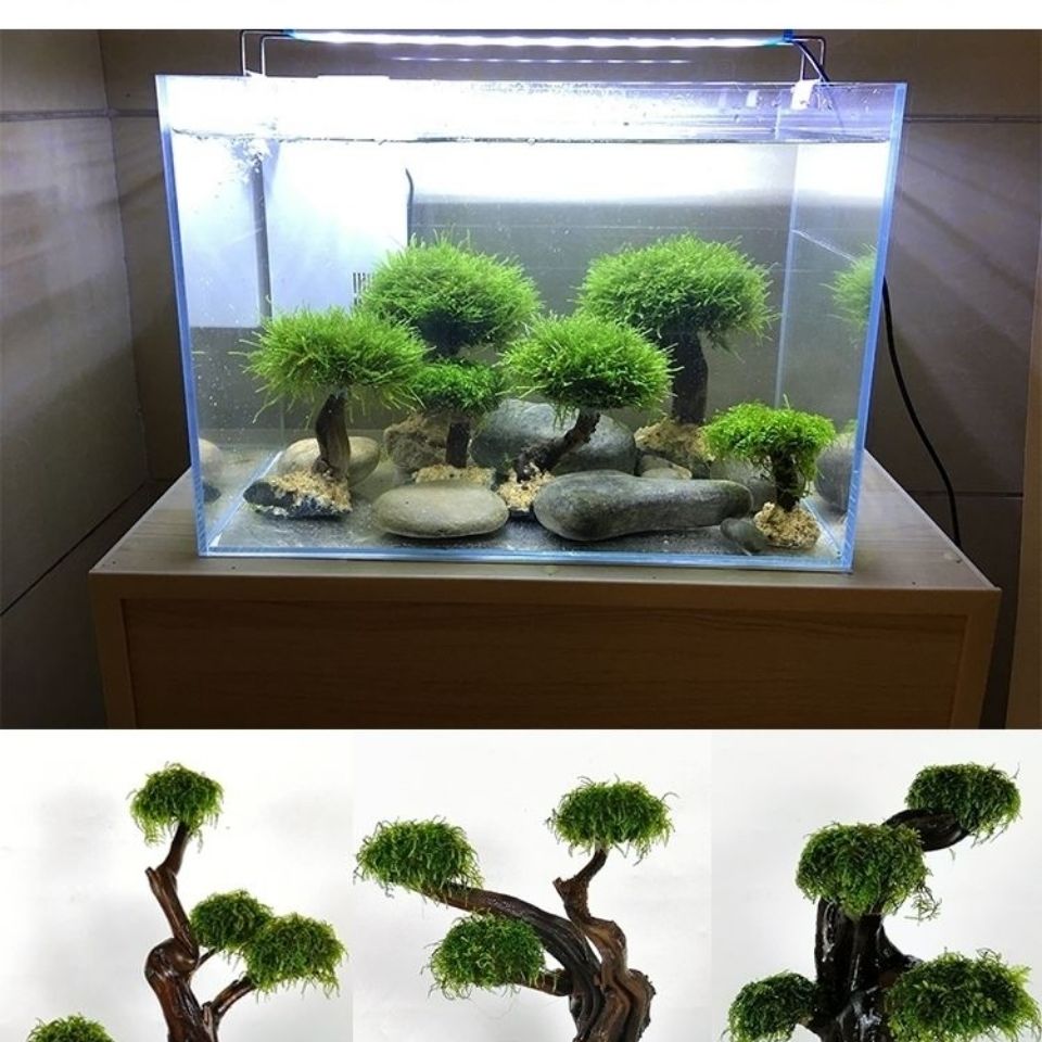 Akwarium ekologizacja rama dre – Aquarium Planted Tree recenzja i cena