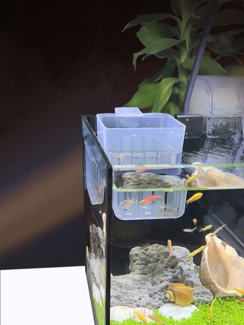 Akwarium Przezroczysty Koszyk  – Aquarium Planted Wall recenzja i cena