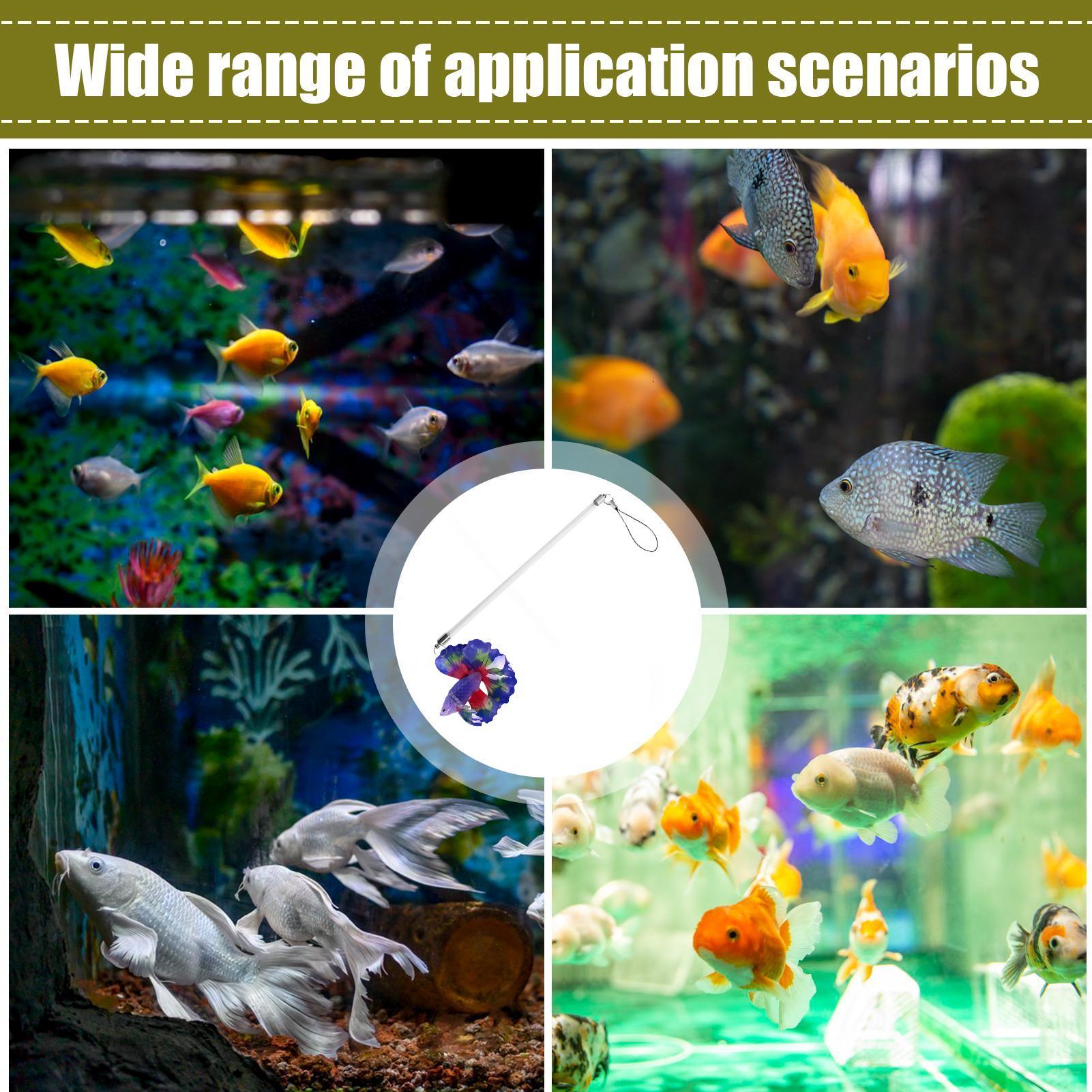 Wędka do treningu ryb Betta, i – Planted Aquarium For Beginners recenzja i cena