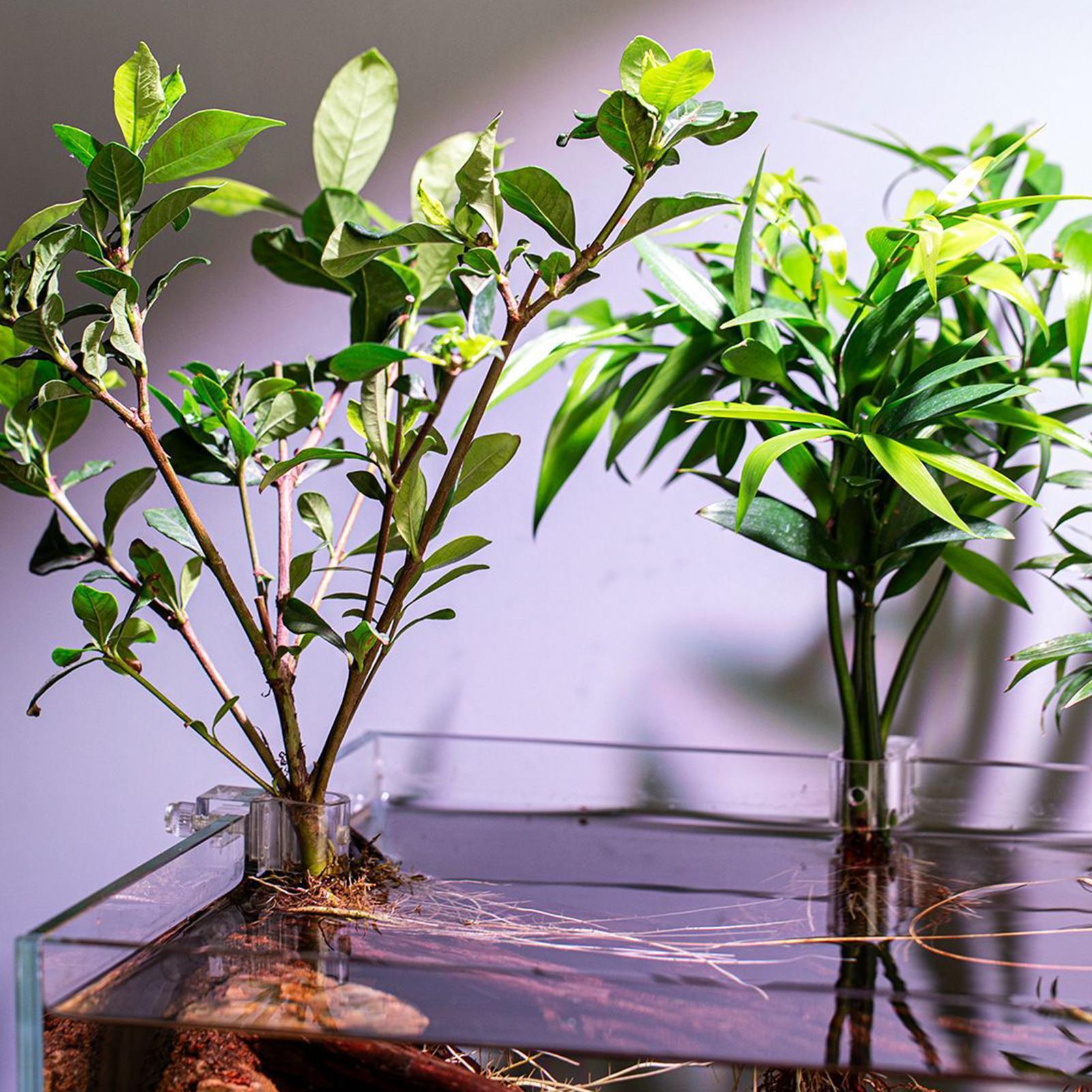 Uchwyt na rośliny do akwarium, – Planted Aquarium Materials recenzja i cena