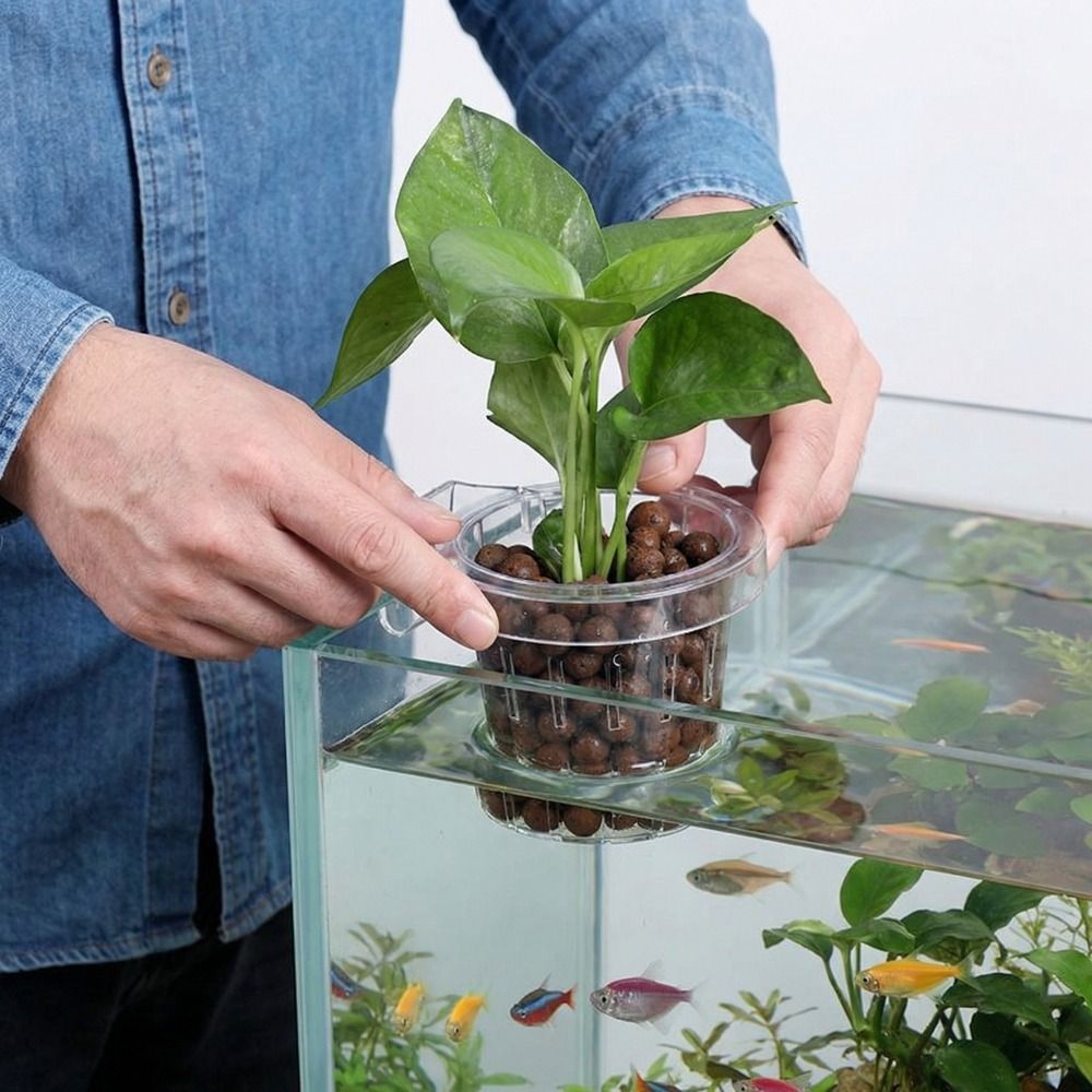 Przezroczysty kubek na trawę d – Aquarium Planted Wall recenzja i cena